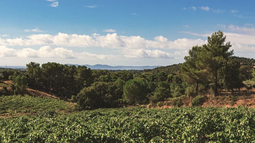 Sur les pas de la tortue, entre collines et mer