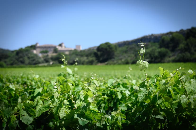 Le pied vigneron