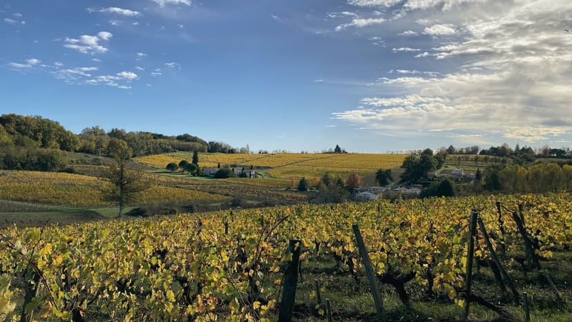 L'immersion en terres viticoles - 17km