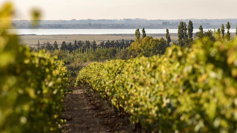 Balade initiatique au coeur des vignes