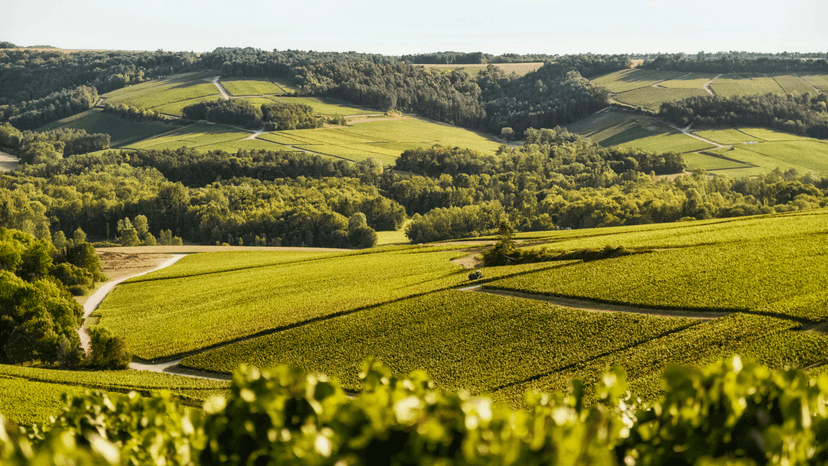 L'instant nature, visite du vignoble de Chassenay d'Arce