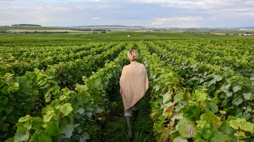 Champagne au vert : visite du vignoble