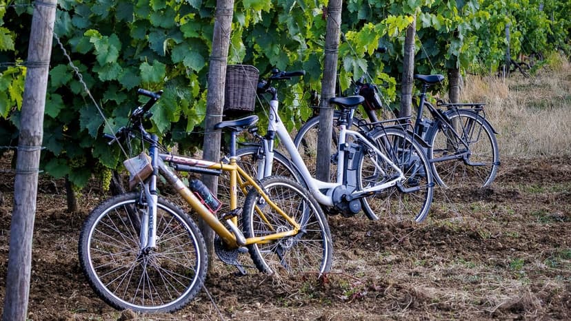 Voyage dans le vignoble, entre temps et terroir, à vélo