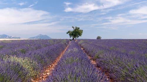 Discovering Simiane-la-Rotonde - 18km