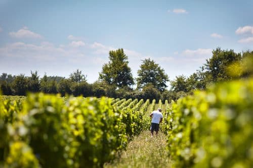 A bucolic getaway in the vineyard
