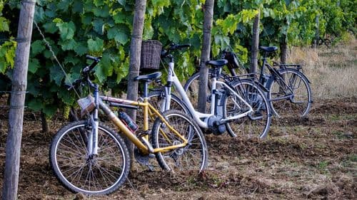 A journey through the vineyards, between time and terroir, by bicycle