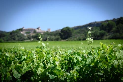 The winegrower's kick