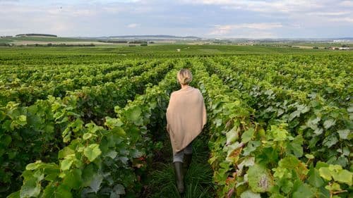 Champagne au vert : visite du vignoble