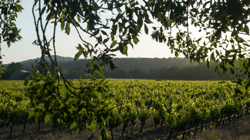 An immersive tour of the Domaine de La Castille