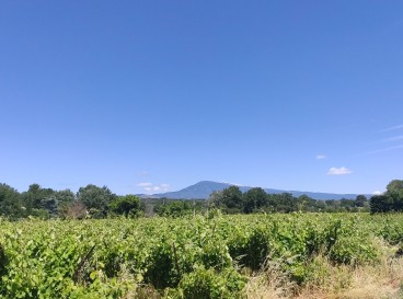 Wine tour of a family estate